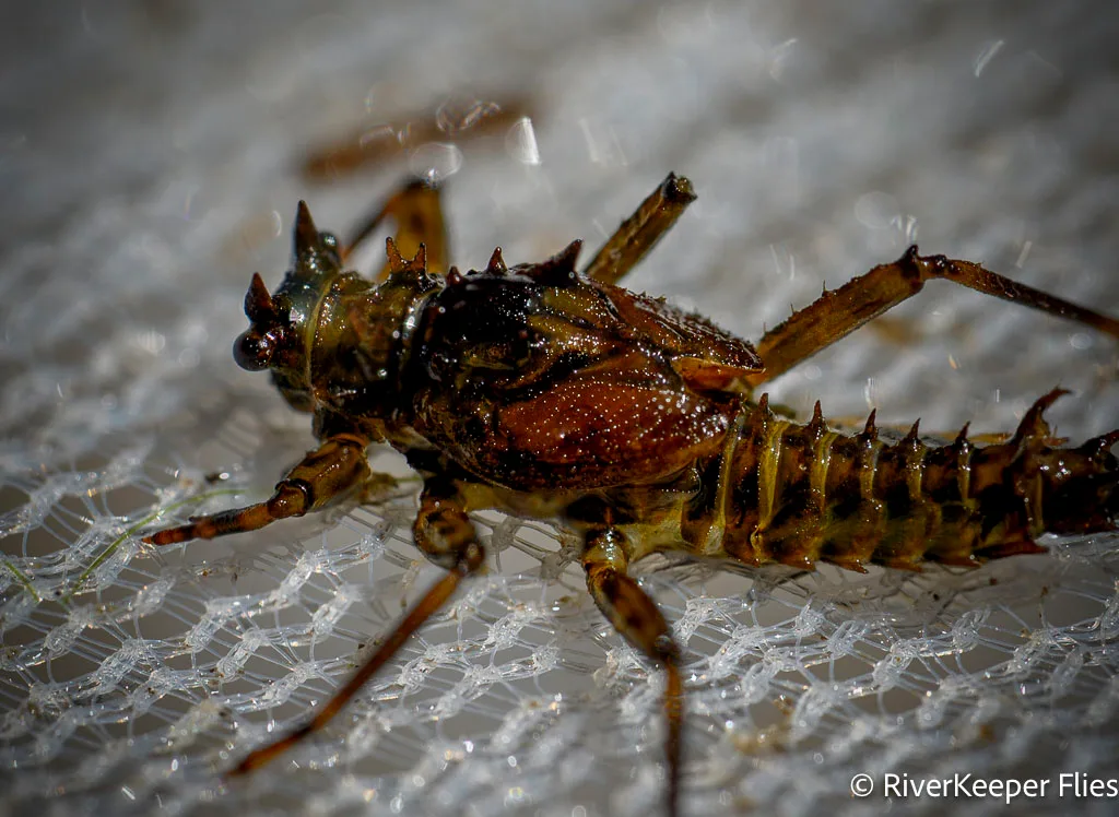 Green Drake Nymph - Closeup | www.johnkreft.com