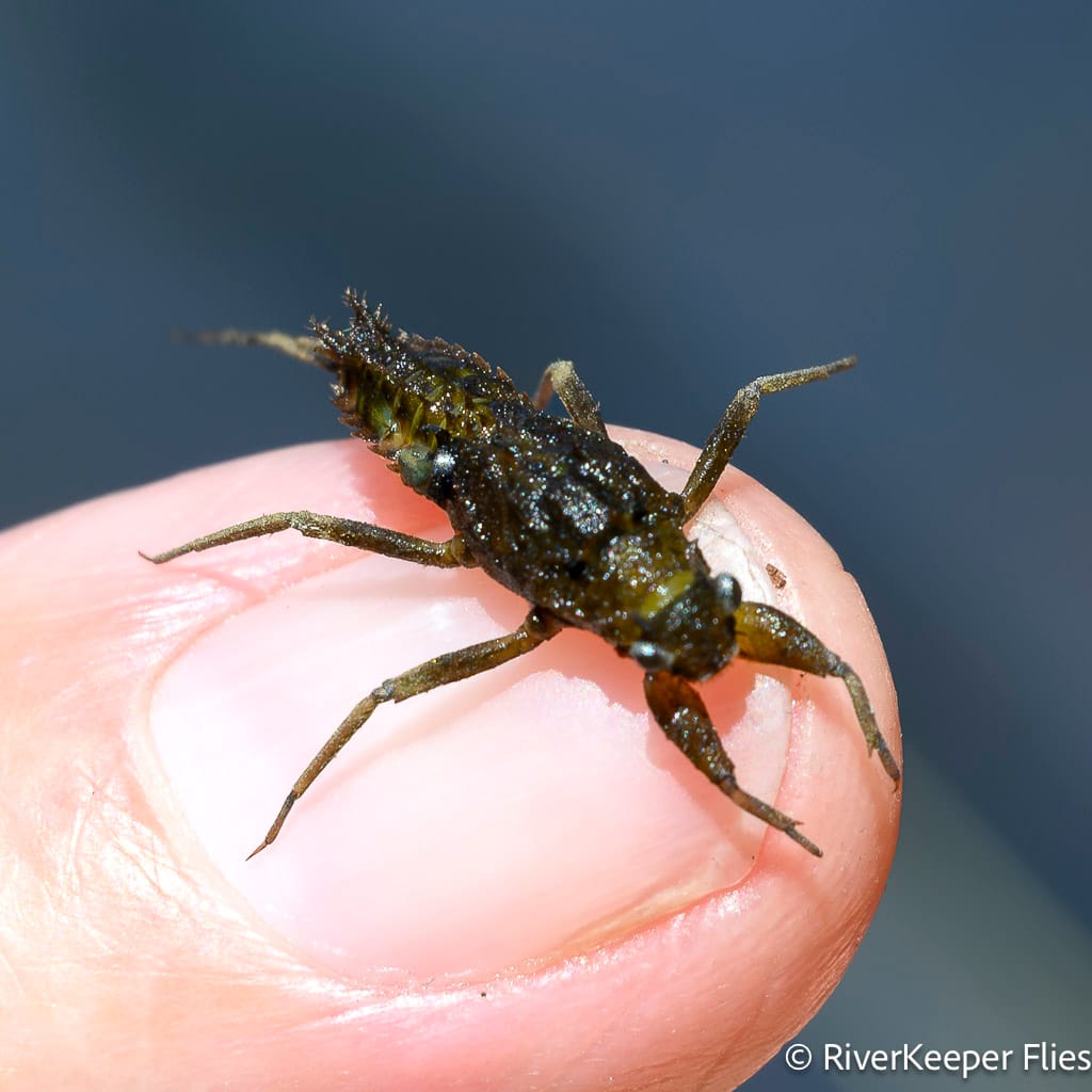 Green Drake Nymph - Metoliius | www.johnkreft.com