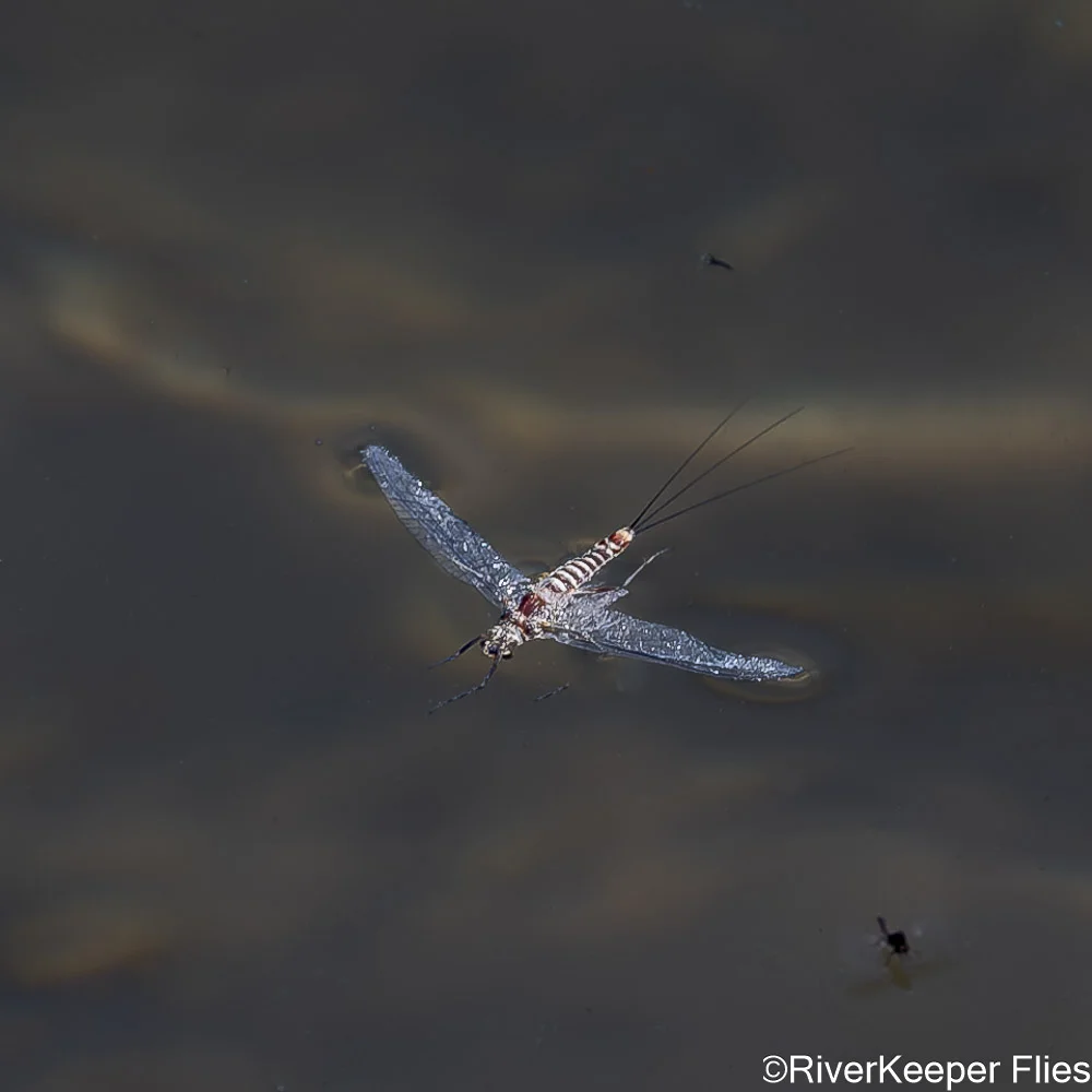 Green Drake Spinner Flat on Water - Grey's River | www.johnkreft.com