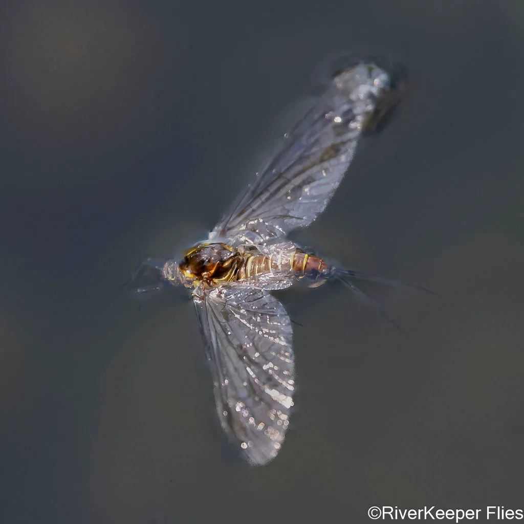 Green Drake Spinner Flat on Water - Metolius | www.johnkreft.com