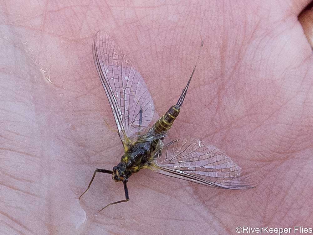 Green Drake Spinner - Henry's Fork | www.johnkreft.com