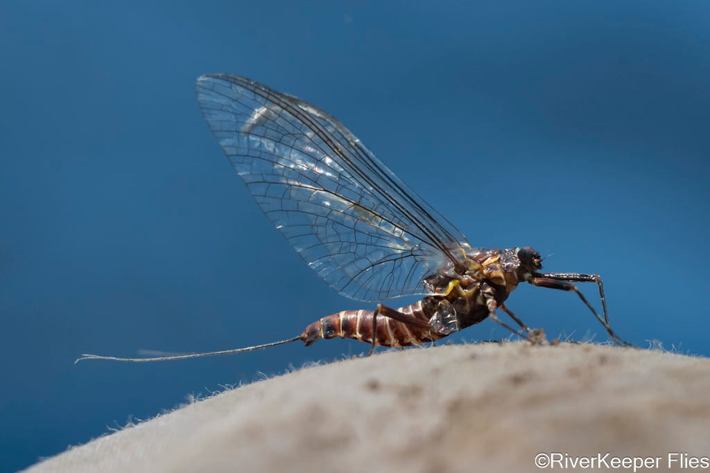 Green Drake Spinner - Metolius River | www.johnkreft.com