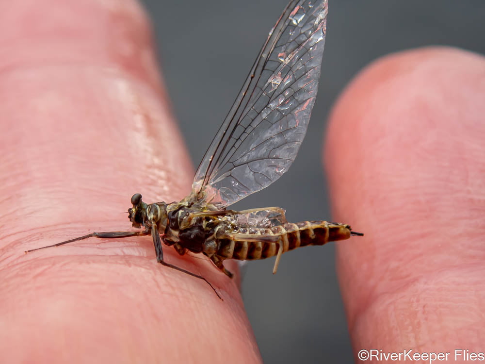 Green Drake Spinner - Yellowstone River | www.johnkreft.com