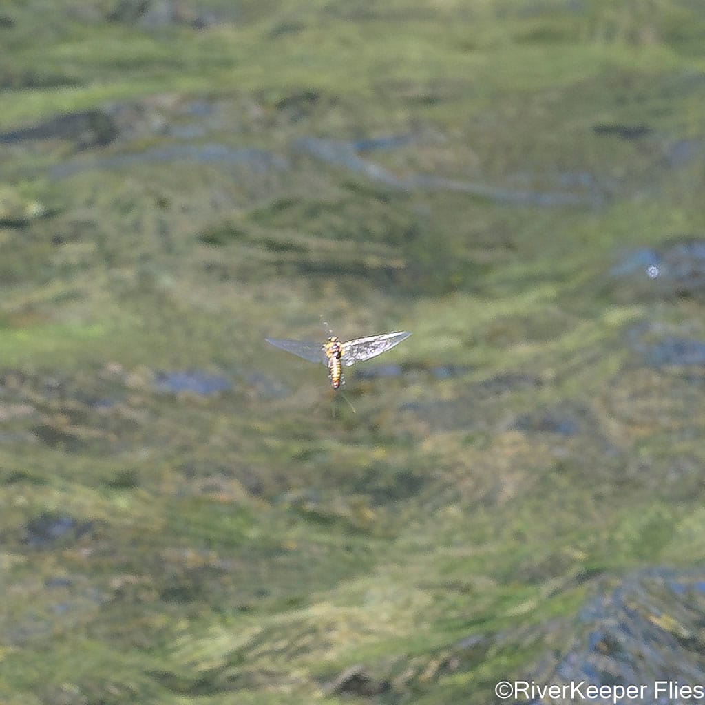 Green Drake Spinner in Flight | www.johnkreft.com