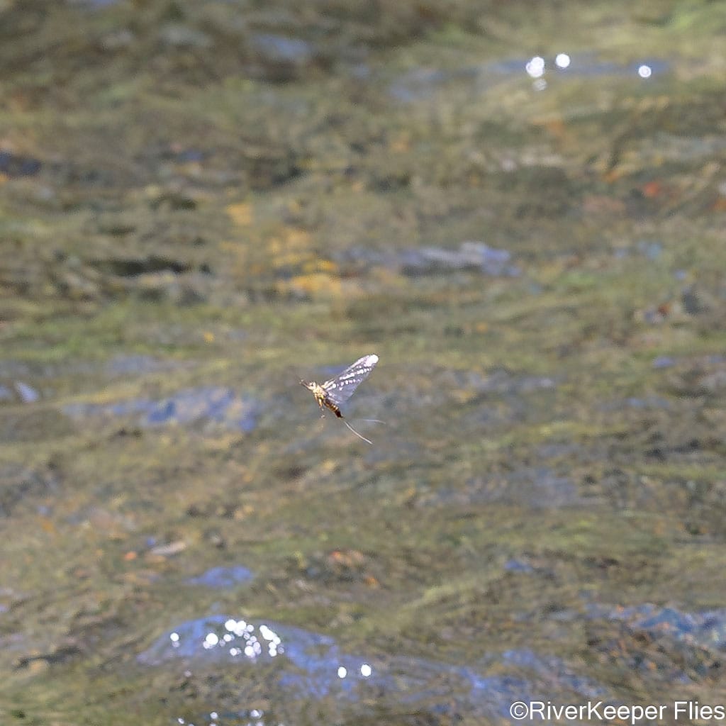 Green Drake Spinner in Flight | www.johnkreft.com
