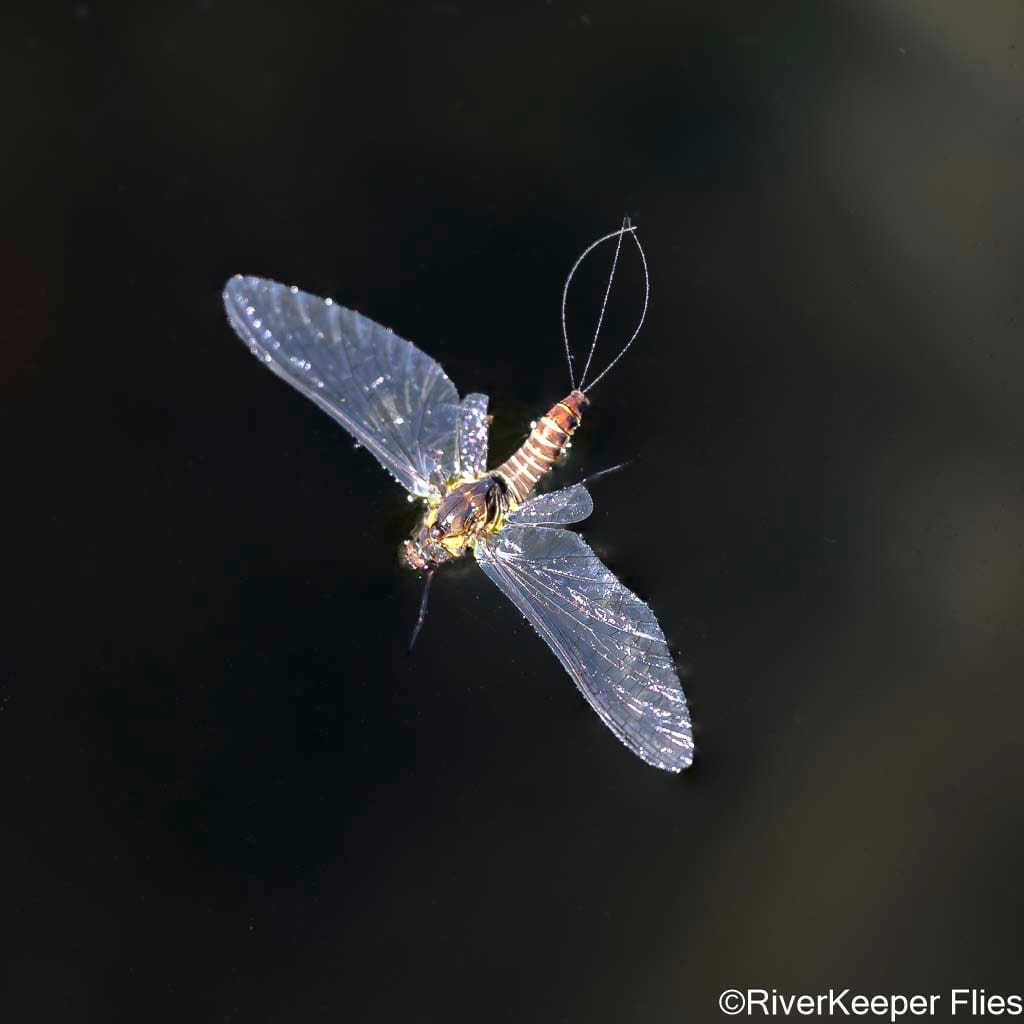 Green Drake Spinner on Water - Metolius | www.johnkreft.com
