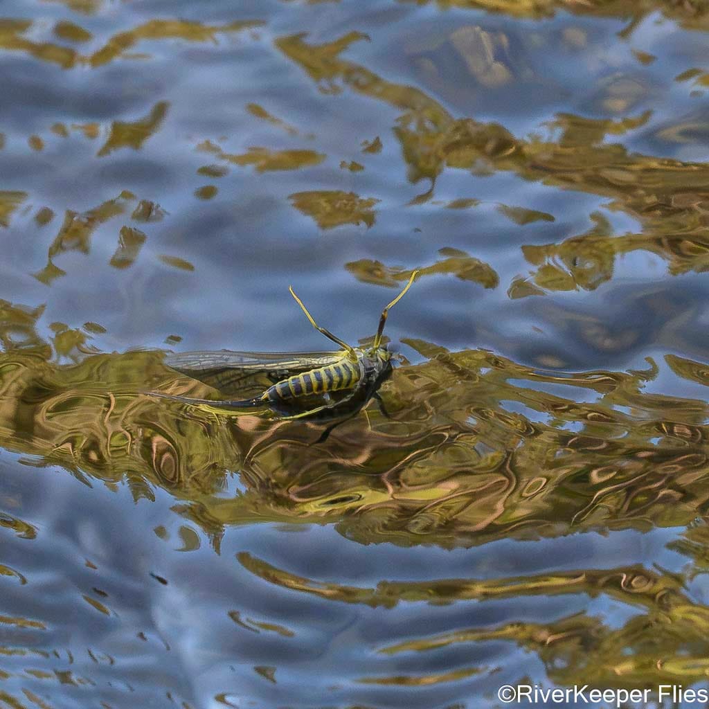 Green Drake Upside Down - Metolius | www.johnkreft.com