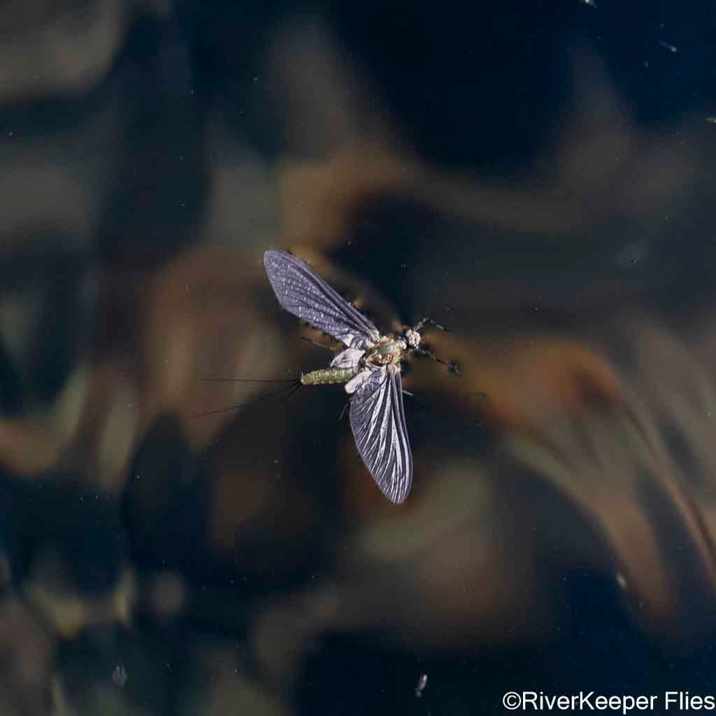 Green Drake - Yellowstone River | www.johnkreft.com
