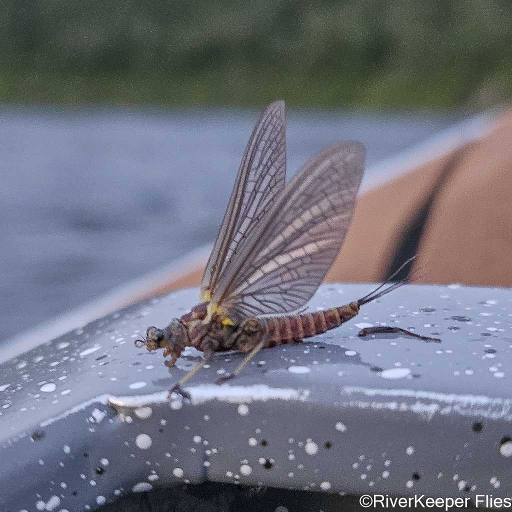 Green Drake on Boat - Upper Columbia River | www.johnkreft.com