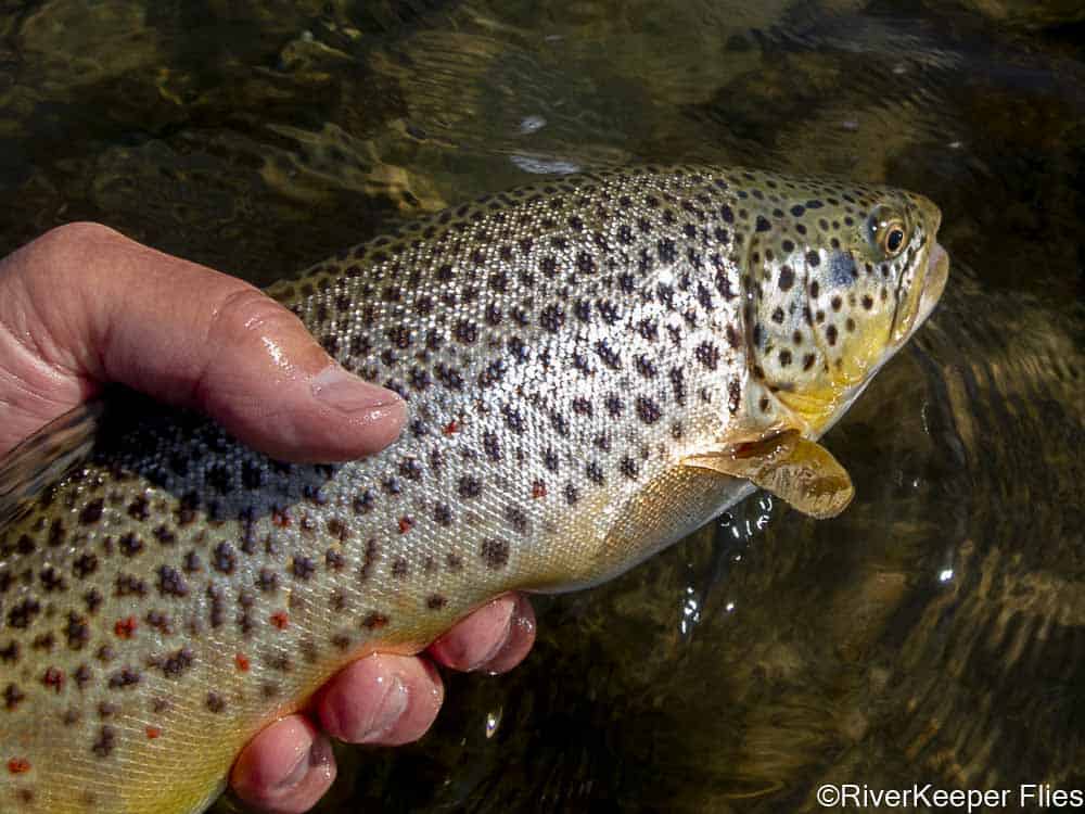 Green River Brown Trout | www.johnkreft.com