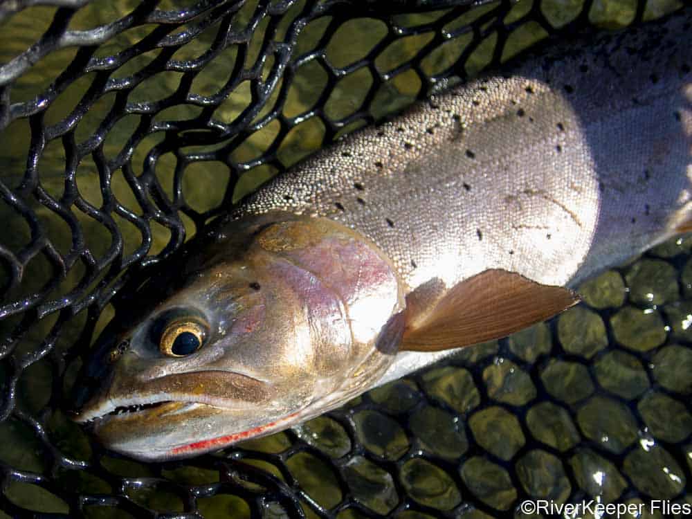 Green River Colorado Cutthroat | www.johnkreft.com
