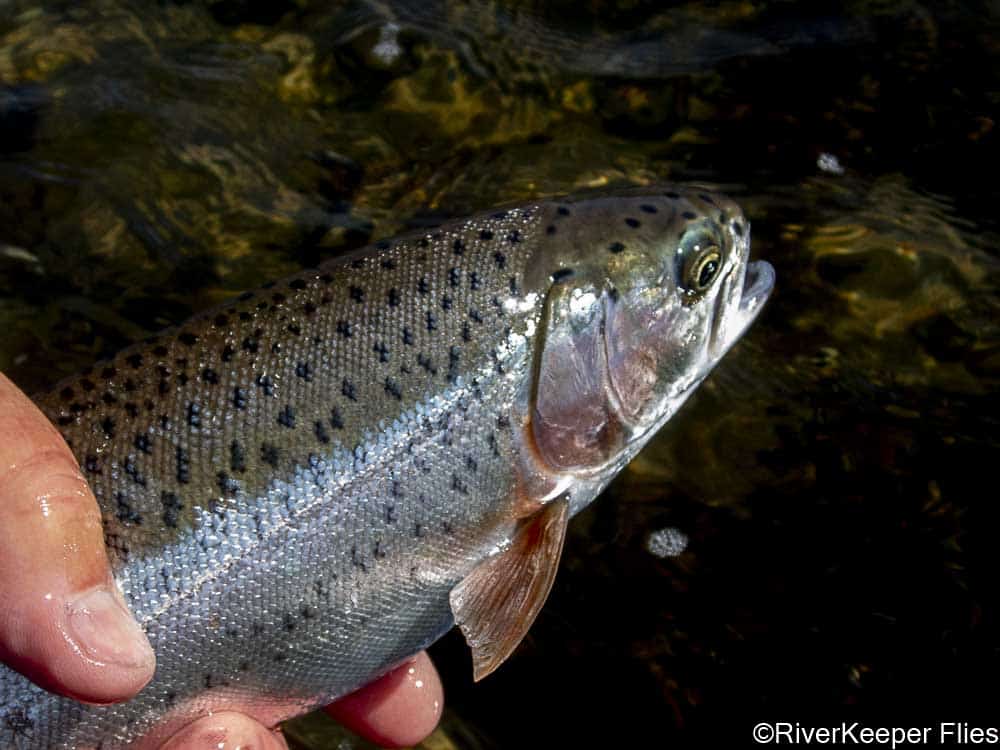 Green River Rainbow Trout | www.johnkreft.com
