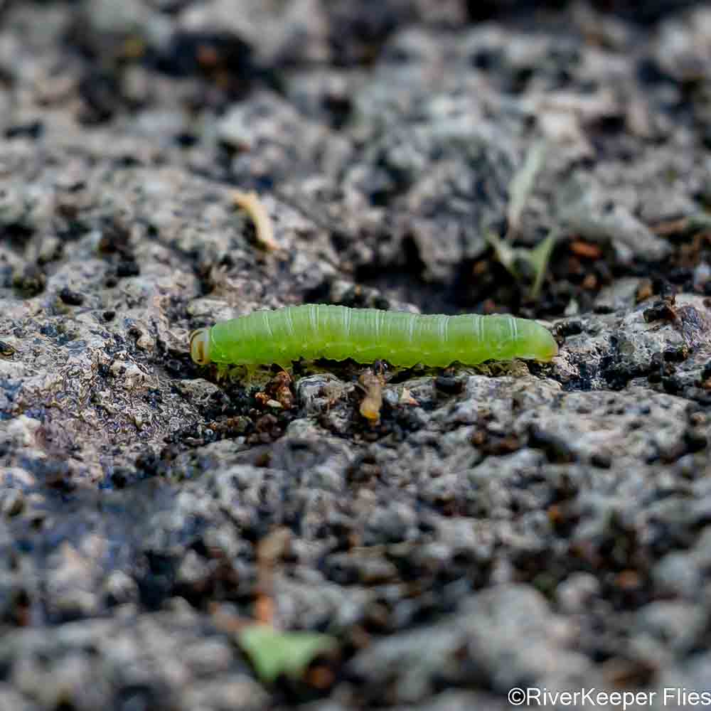 Green Willow Worm | www.johnkreft.com