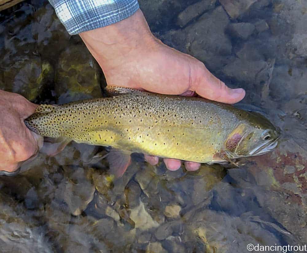 Grey's River Cutthroat Trout | www.johnkreft.com