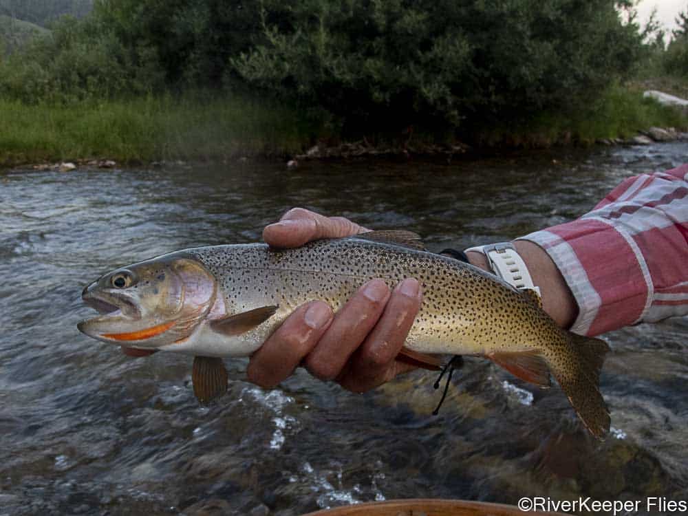 Grey's River Cutthroat | www.johnkreft.com