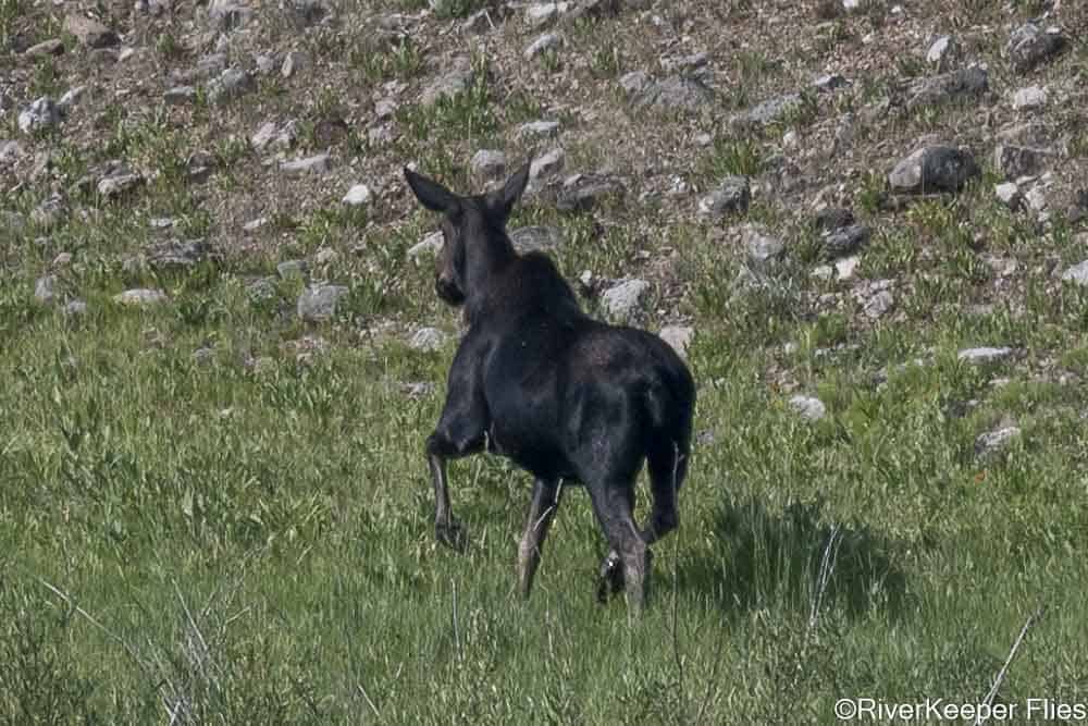 Grey's River Moose | www.johnkreft.com