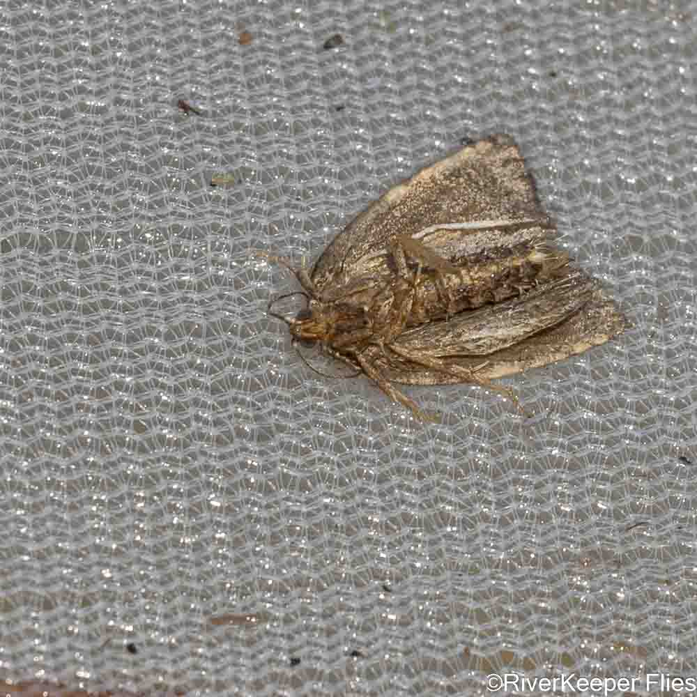 Grey's River Moth on Siene - Bottom View | www.johnkreft.com