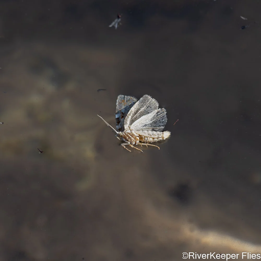 Grey's River Moth on Water - Side View | www.johnkreft.com