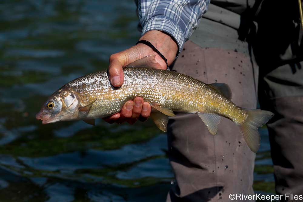 Grey's River Whitefish | www.johnkreft.com