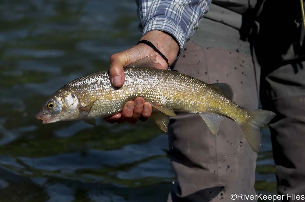 Grey's River Whitefish | www.johnkreft.com