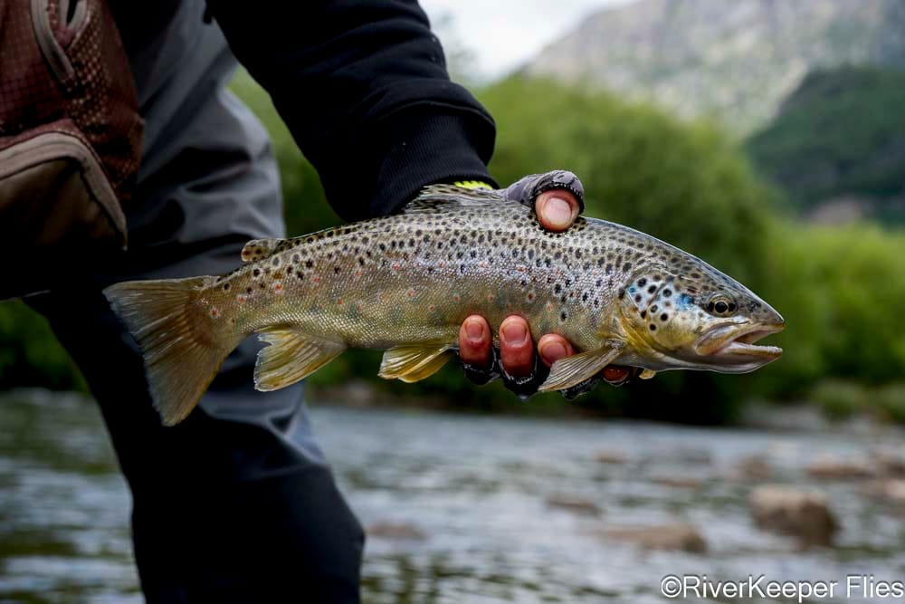 Guillermo River Brown Trout | www.johnkreft.com