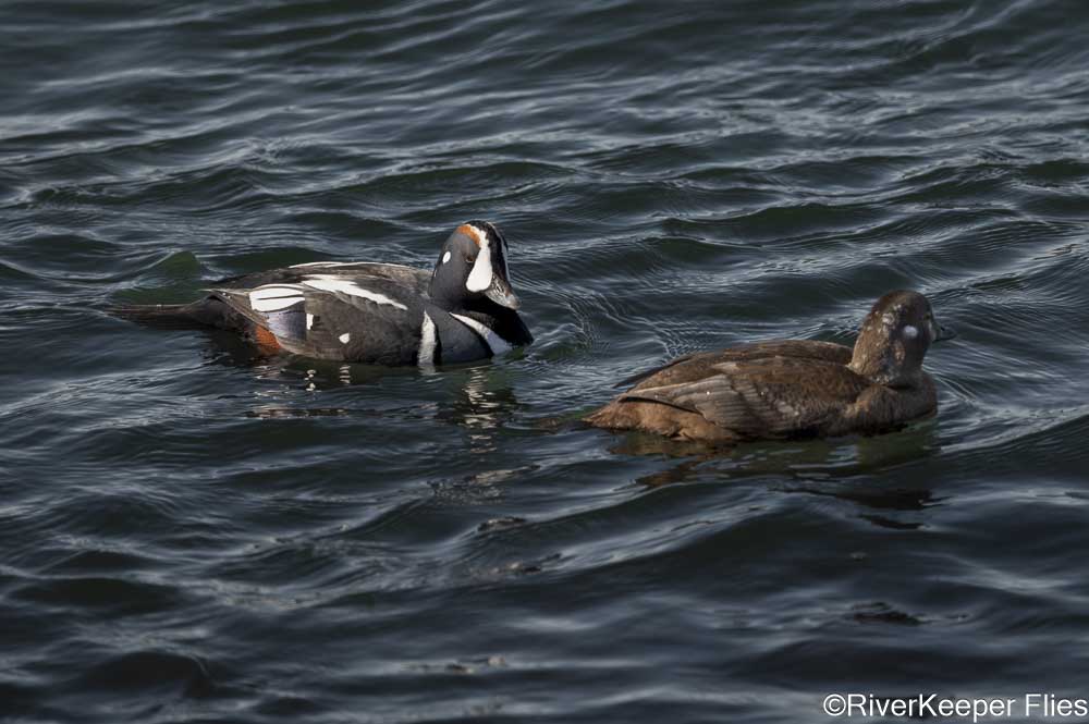 Harlequin Duck Pair | www.johnkreft.com