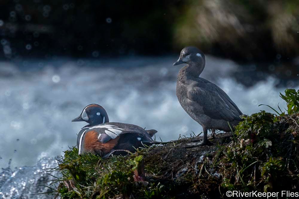 Harlequin Ducks | www.johnkreft.com