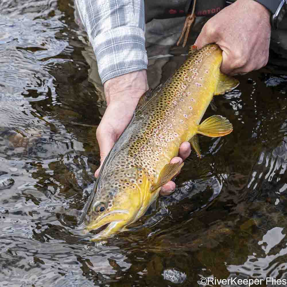 Healthy Brown from Upper Rio Penitente | www.johnkreft.com