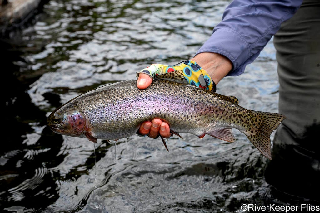 Healthy Deschutes Rainbow | www.johnkreft.com