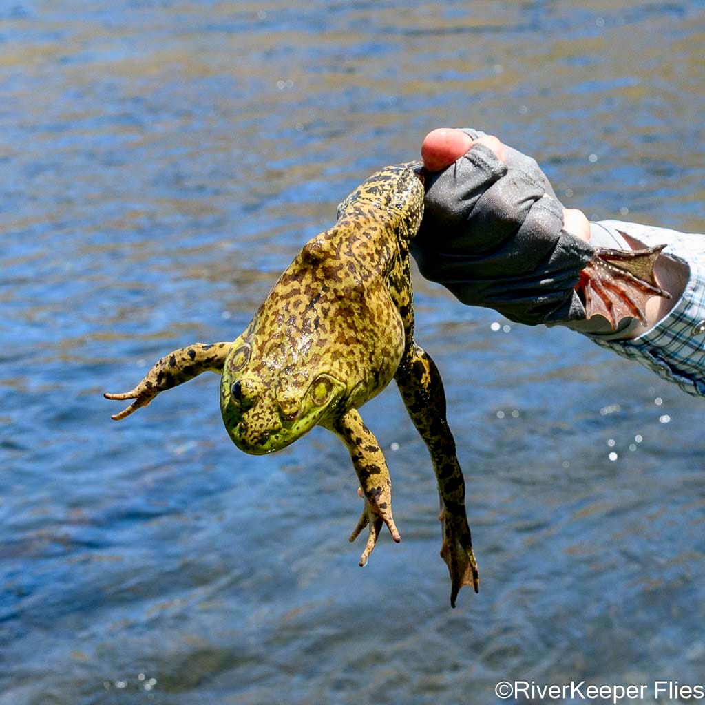 Holding Bullfrog on Deschutes | www.johnkreft.com