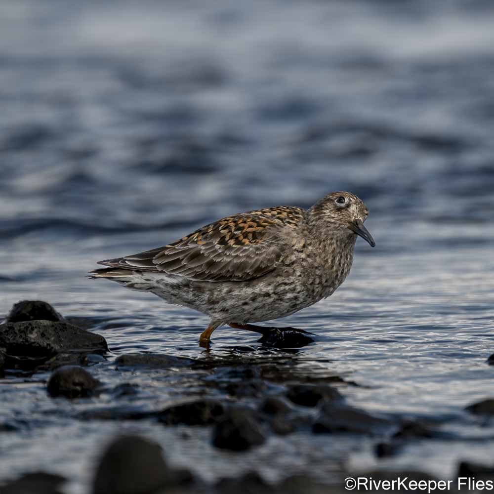 Inquisitive Purple Sandpiper | www.johnkreft.com