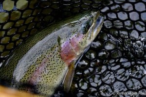 Island Fish - Metolius River | www.johnkreft.com