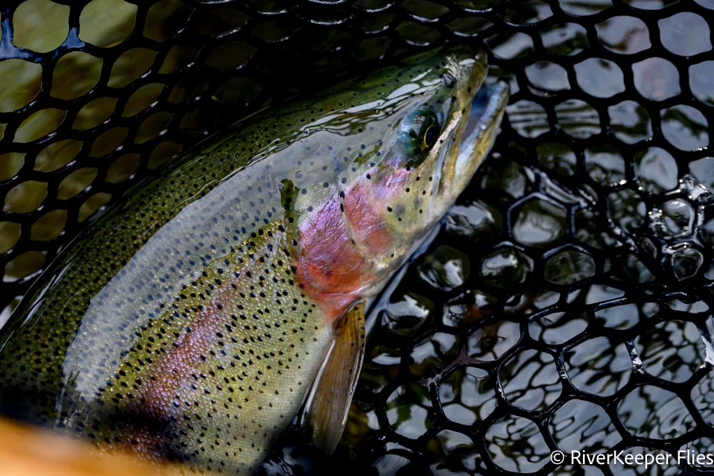 Island Fish - Metolius River | www.johnkreft.com