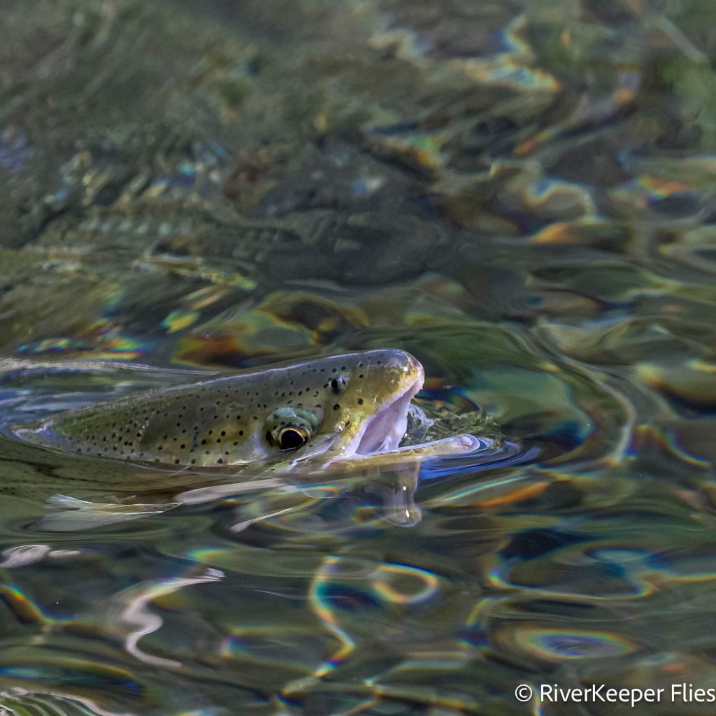 Island Fish Mid-September - Metolius River | www.johnkreft.com