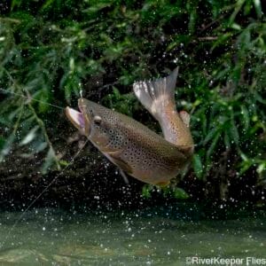 Jumping Rainbow - Upper Rio Simpson | www.johnkreft.com