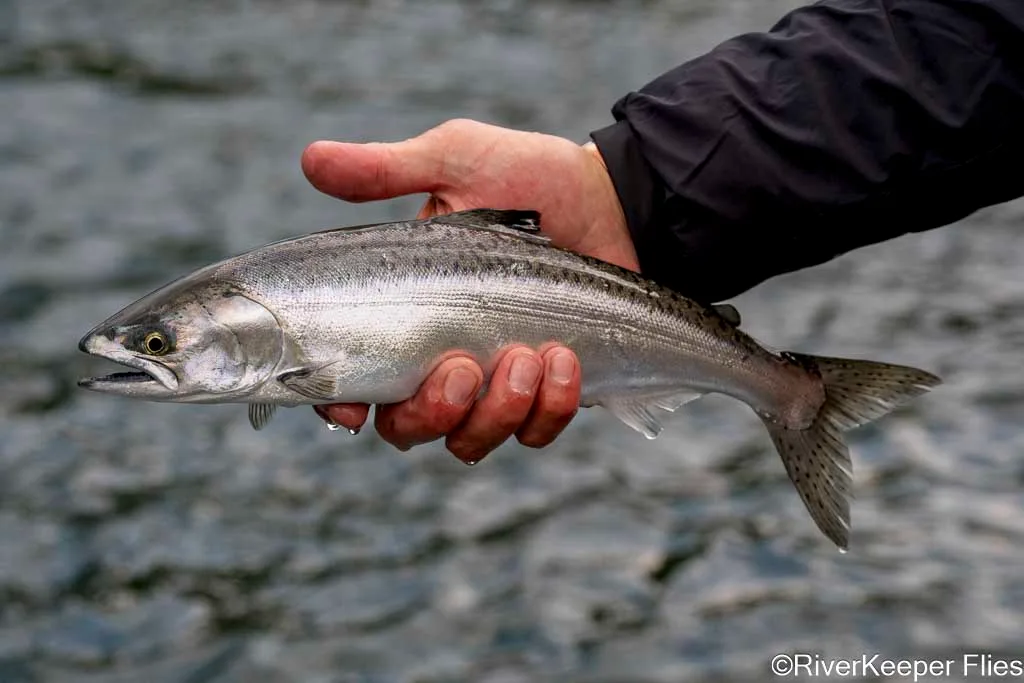 Juvenile Chinook Salmon - Upper Columbia | www.johnkreft.com