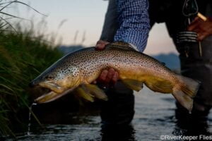 Fly Fishing the Madison River in July 2023