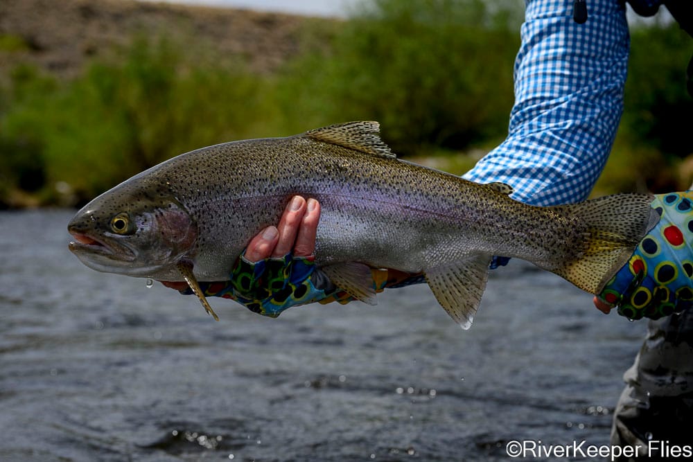 Large Rio Codihue Rainbow and Dancingtrout - Closeup - Day 1 | www.johnkreft.com
