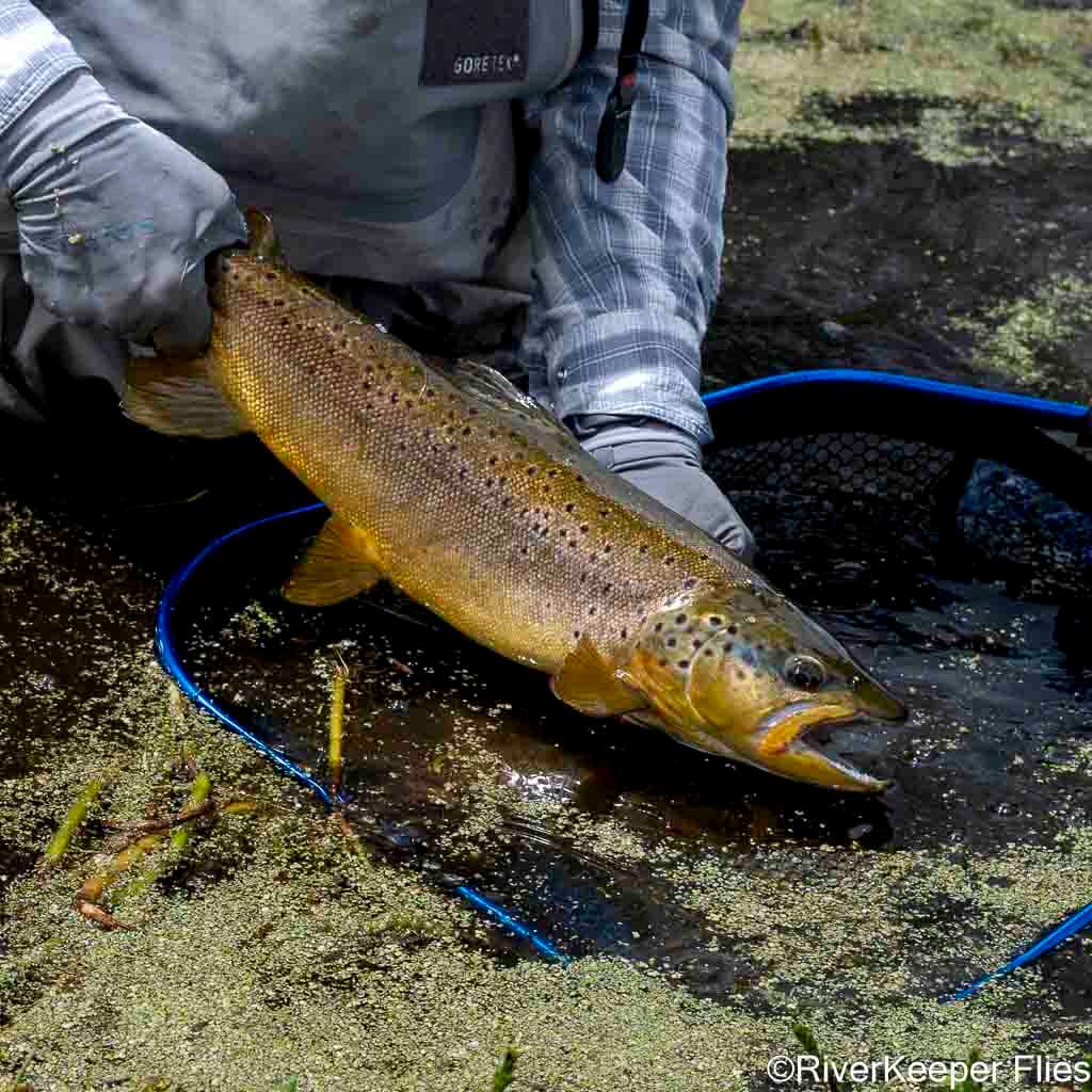 Large Rio Tecka Brown | www.johnkreft.com