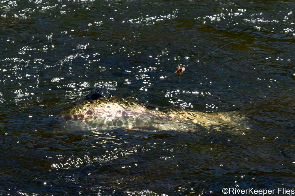 Large Rio Trocoman Rainbow Hooked with Willow Worm | www.johnkreft.com