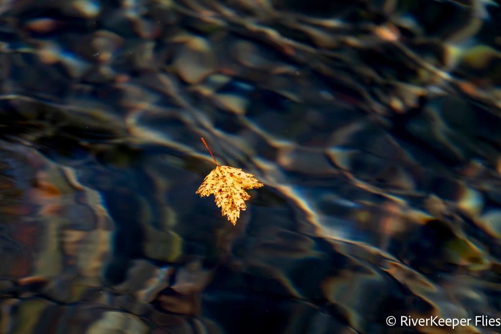 Leaf on Metolius River | www.johnkreft.com