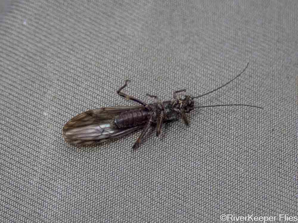 Little Brown Stone | www.johnkreft.com