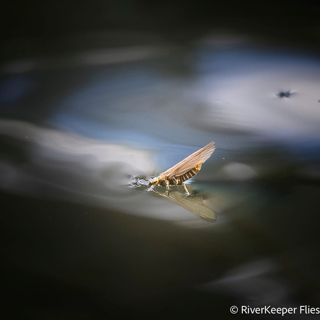Little Olive Stone - Metolius River | www.johnkreft.com