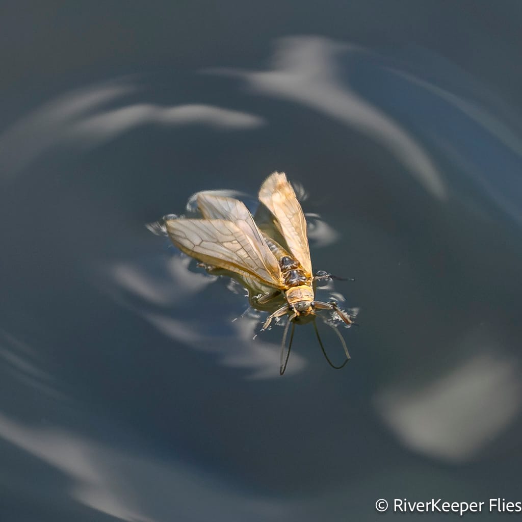 Little Olive Stone on Water - Metolius River | www.johnkreft.com