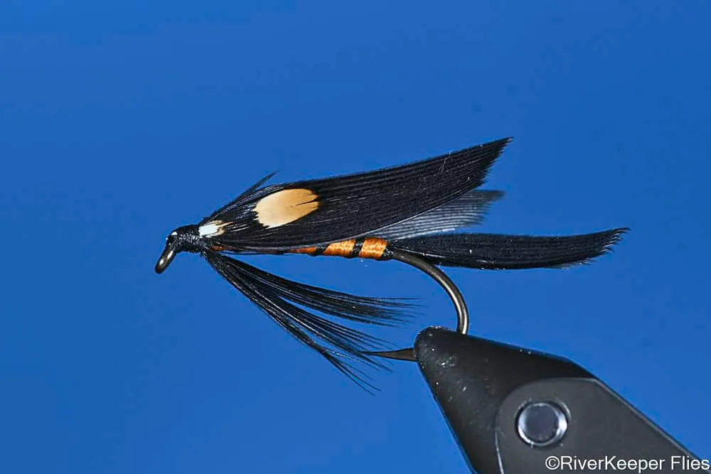 Lord Baltimore | www.johnkreft.com