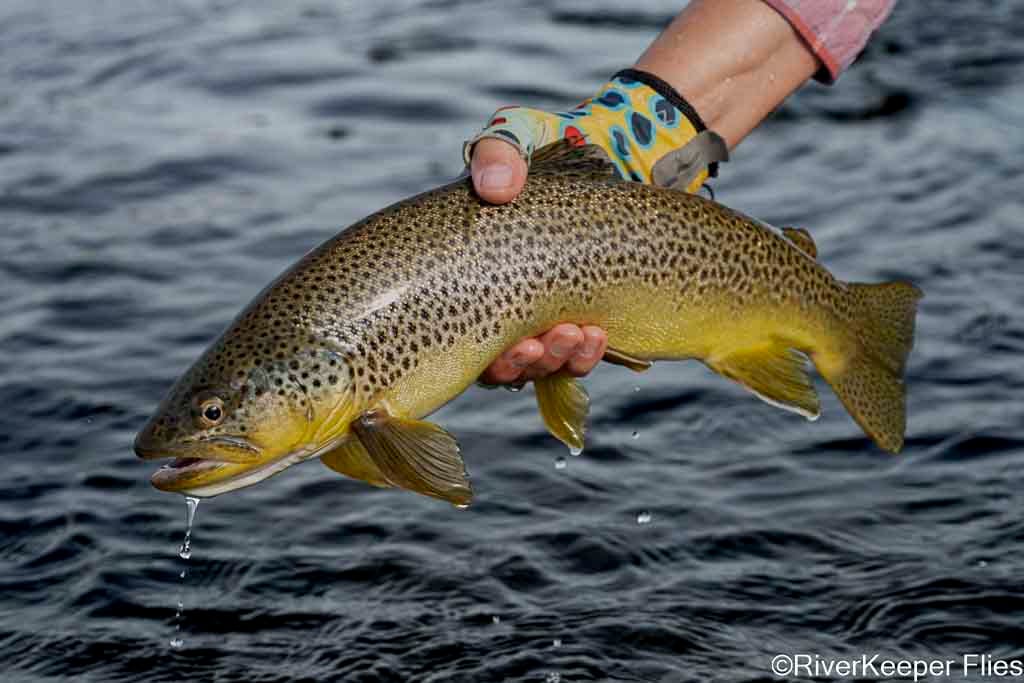 Madison Brown - 2025 | www.johnkreft.com