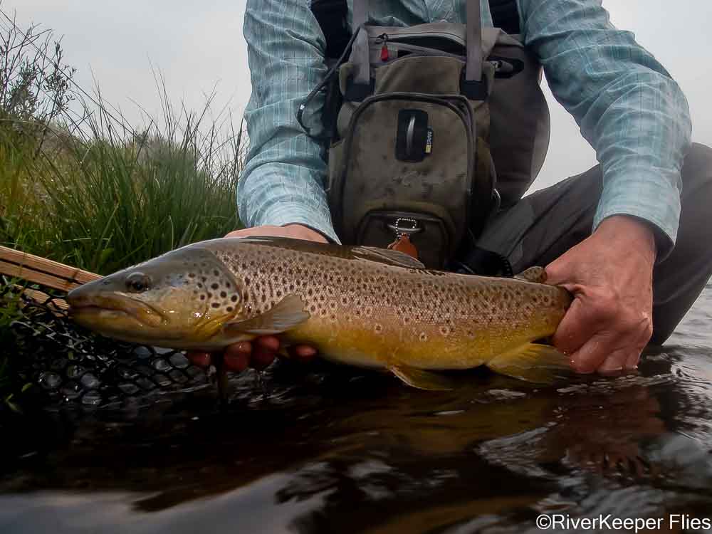 Madison Brown Trout | www.riverkeeperflies.com