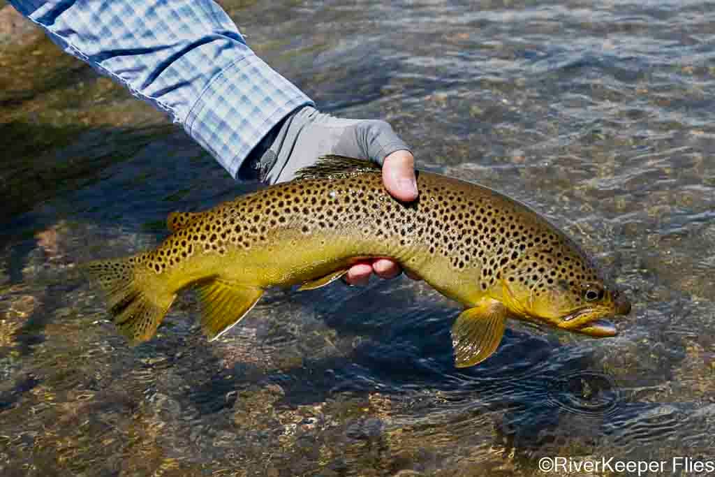 Madison Brown Trout - 2025 | www.johnkreft.com