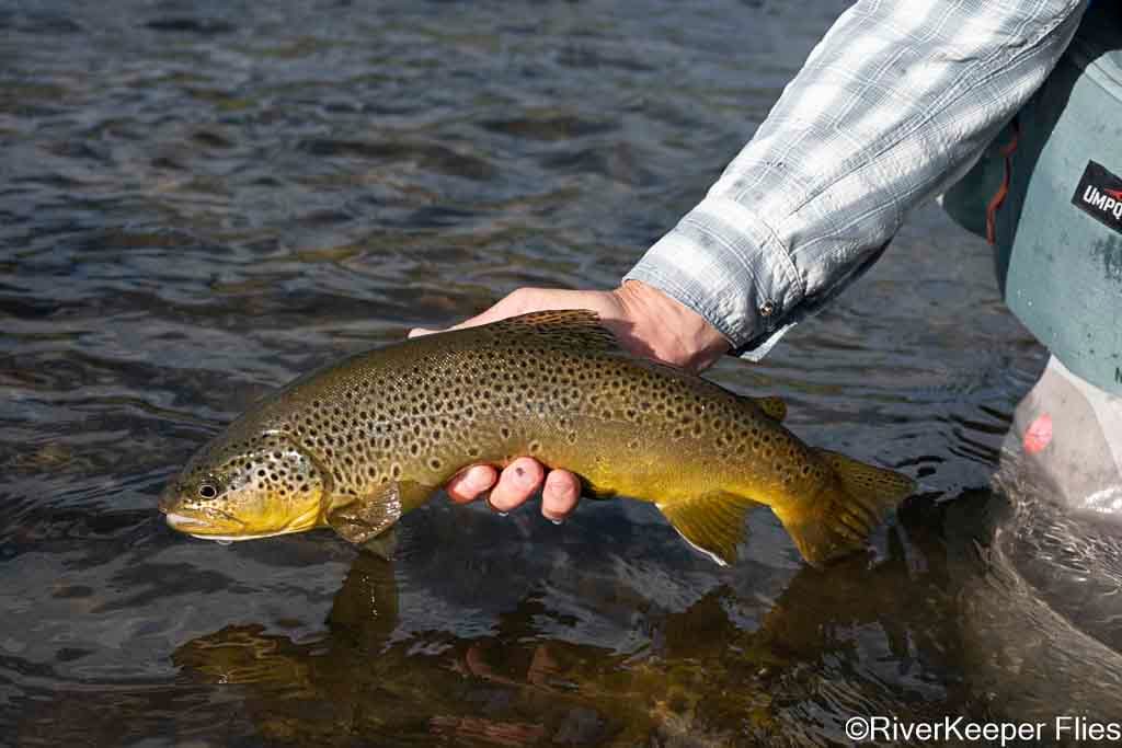 Madison Brown Trout - 2025 | www.johnkreft.com