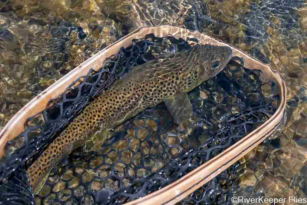 Madison Brown Trout in Net | www.johnkreft.com